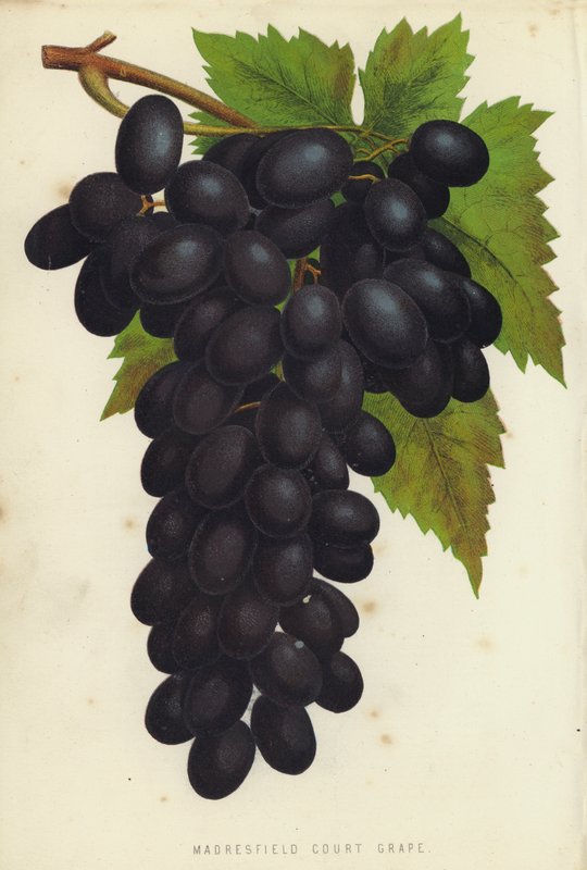 Madresfield Court Grape od English School