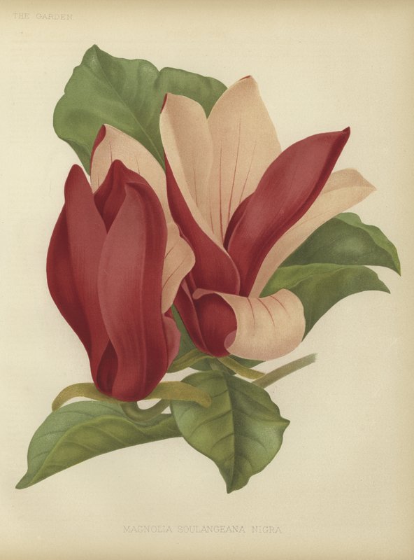 Magnolia soulangeana nigra od English School