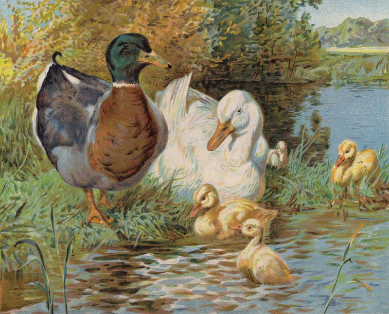 Kachny divoké a kachňata v jezírku (barva litho) od English School