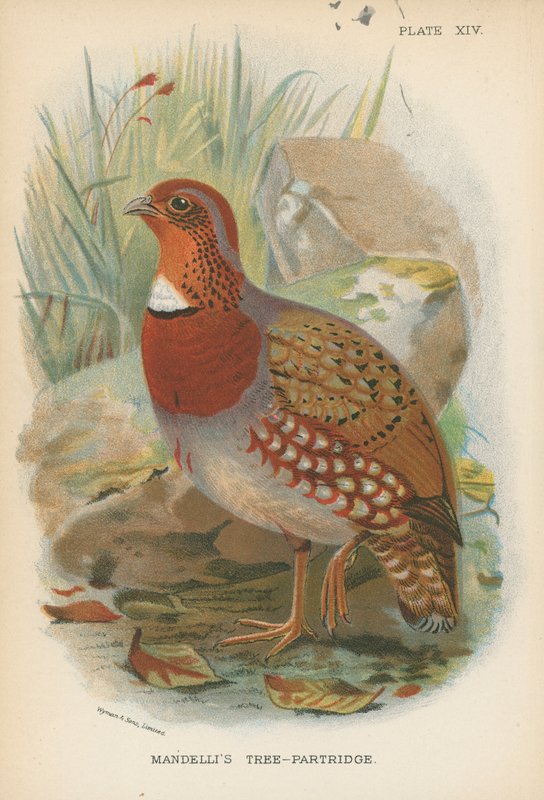 Mandelliho koroptev stromová od English School