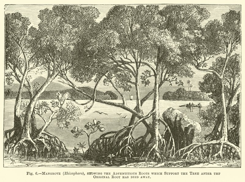 Mangrove (Rhizophora), ukazující adventivní kořeny, které podpírají strom poté, co původní kořen odumřel od English School