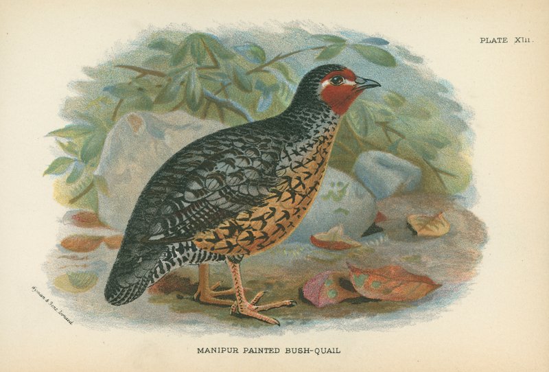 Manipur Painted Bush-Quail od English School