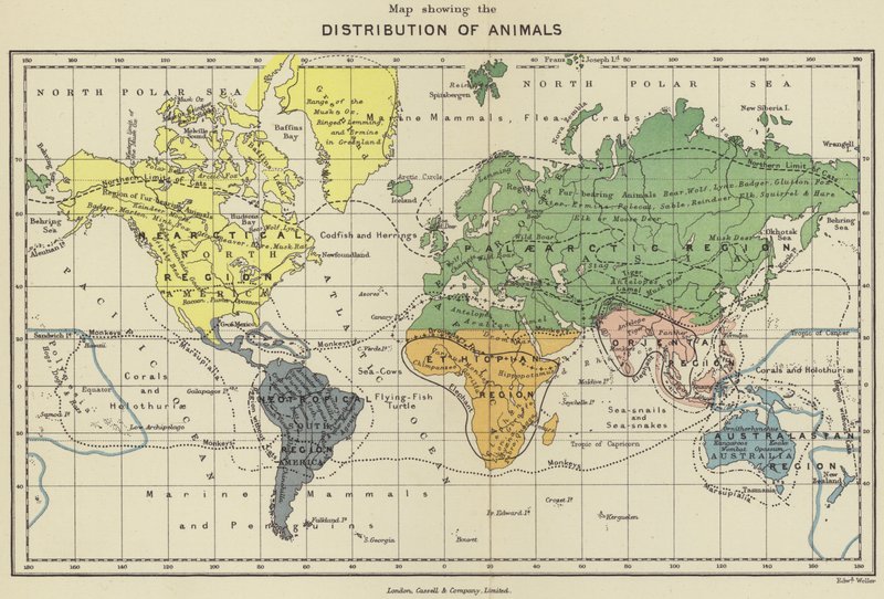 Mapa rozšíření živočichů (barevná litografie) od English School
