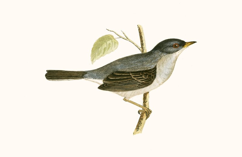 Slavík modráček, ilustrace z knihy "A History of the Birds of Europe Not Observed in the British Isles" od Charlese Roberta Bree (1811-86), vydáno 1867. od English School