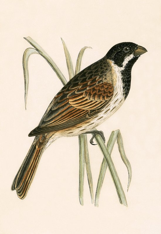 Marsh Bunting, ilustrace z „Historie ptáků Evropy nepozorovaných na Britských ostrovech“ od Charlese Roberta Bree (1811-86), vydáno 1867 od English School