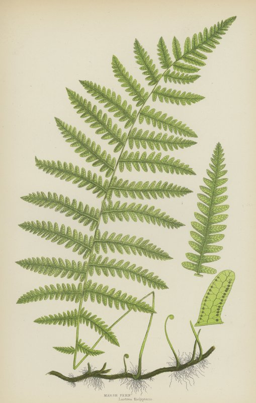 Marsh Fern (barva lito) od English School