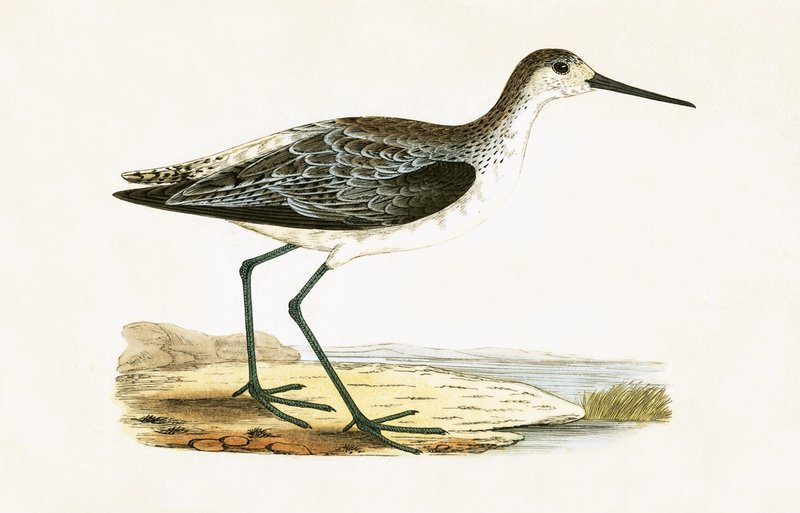 Marsh Sandpiper, ilustrace z „Historie ptáků Evropy nepozorovaných na Britských ostrovech“ od Charlese Roberta Bree (1811-86), vydáno 1867 od English School
