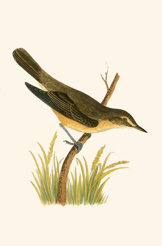 Marsh Warbler, ilustrace z „Historie ptáků Evropy nepozorovaných na Britských ostrovech“ od Charlese Roberta Bree (1811-86), vydáno 1867 od English School