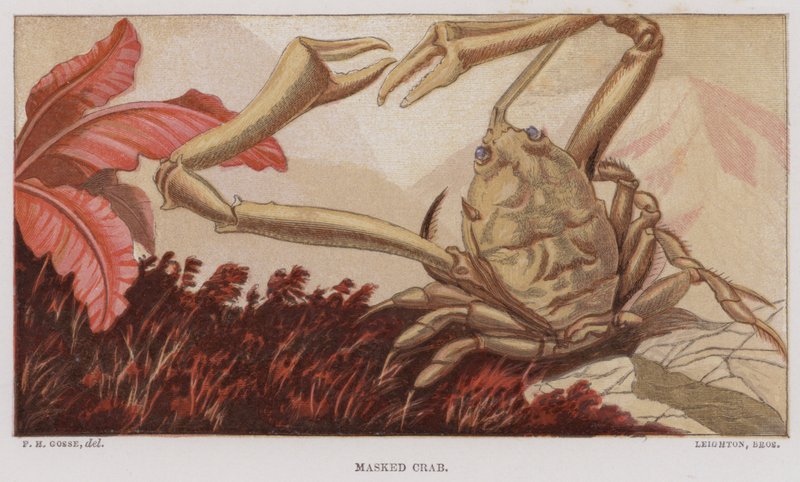 Maskovaný krab (barva litho) od English School