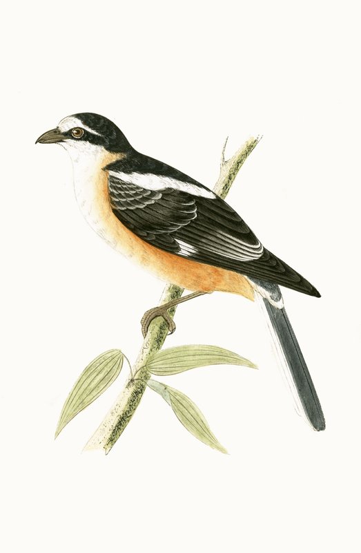 Masked Shrike, ilustrace z „Historie ptáků Evropy nepozorovaných na Britských ostrovech“ od Charlese Roberta Bree (1811-86), vydáno 1867 od English School