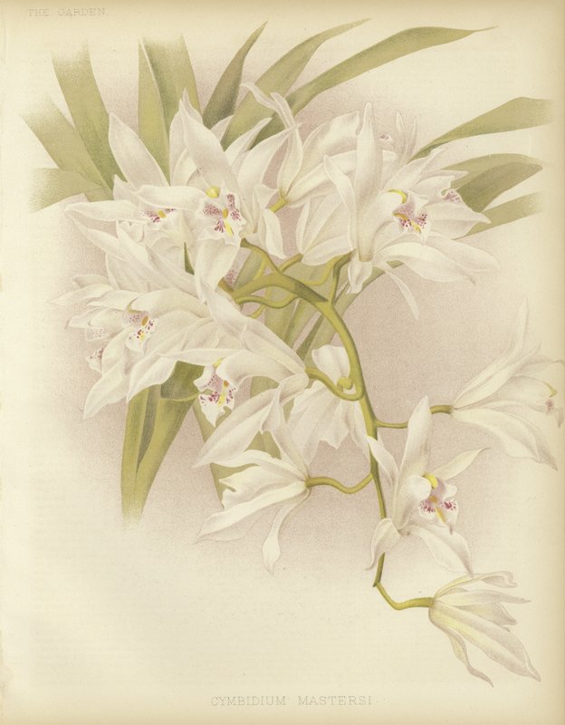 Masters Cymbidium od English School