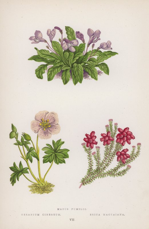 Mazus Pumilio; Geranium Cinereum; Erica Mackaiana (barevní členové) od English School