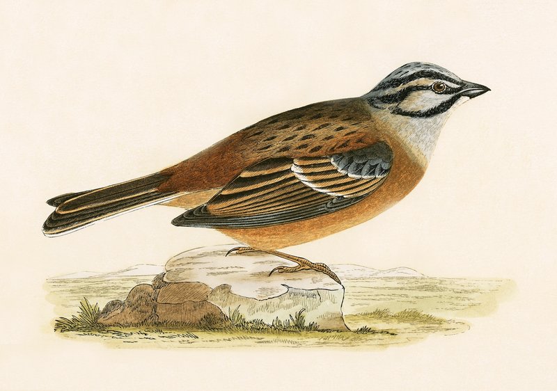 Strnad luční, ilustrace z „Historie ptáků Evropy nepozorovaných na Britských ostrovech“ od Charlese Roberta Bree (1811-86), vydáno 1867 od English School