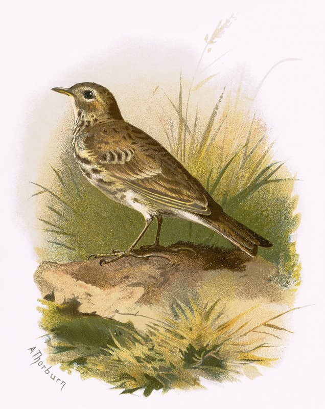 Pipit luční od English School