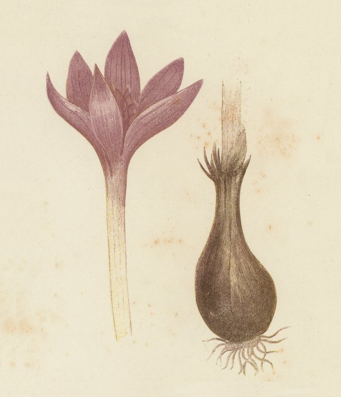 Meadow Saffron, Colchicum Autumnale (barva lito) od English School