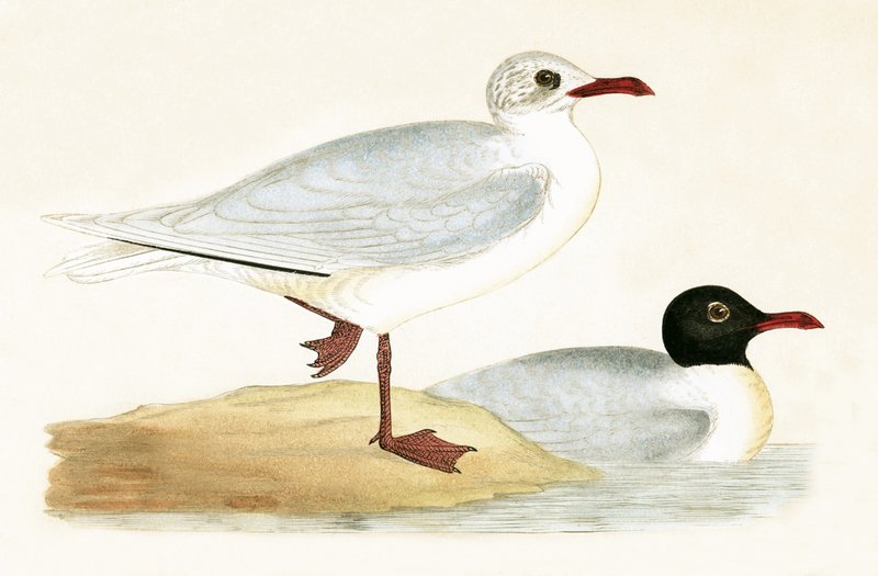 Středomořský racek černohlavý, ilustrace z knihy „Historie ptáků Evropy nepozorovaných na Britských ostrovech“ od Charlese Roberta Bree (1811-86), vydáno 1867 (barevně lito) od English School