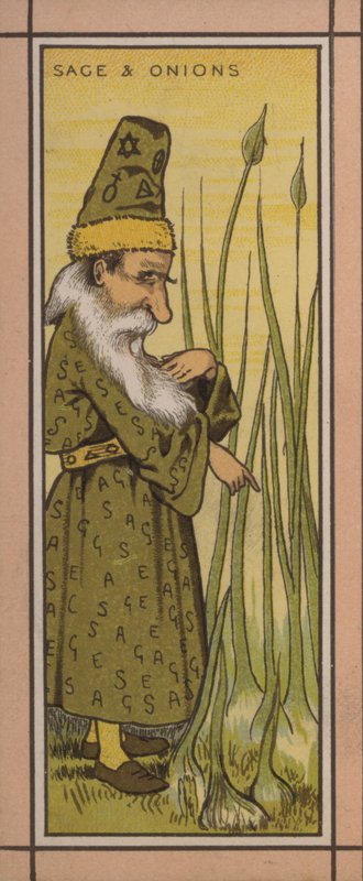 Ilustrace menu: Šalvěj a cibule (barva litho) od English School