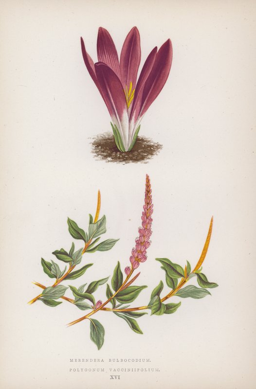 Merendera Bulbocodium; Polygonum Vaccinifolium (barevná litografie) od English School