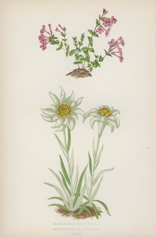 Micomeria Piperella; Leontopodium Alpinum (barevná litografie) od English School
