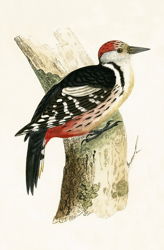 Strakapoud prostřední, ilustrace z „Historie ptáků Evropy nepozorovaných na Britských ostrovech“ od Charlese Roberta Bree (1811-86), vydáno 1867 od English School