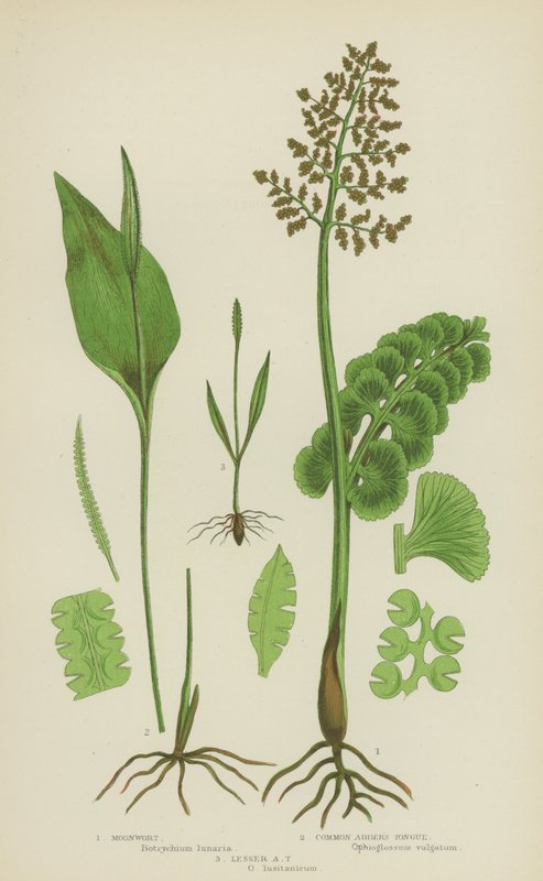 Měsíčnice, jazyk zmije, jazyk zmije (barva litho) od English School