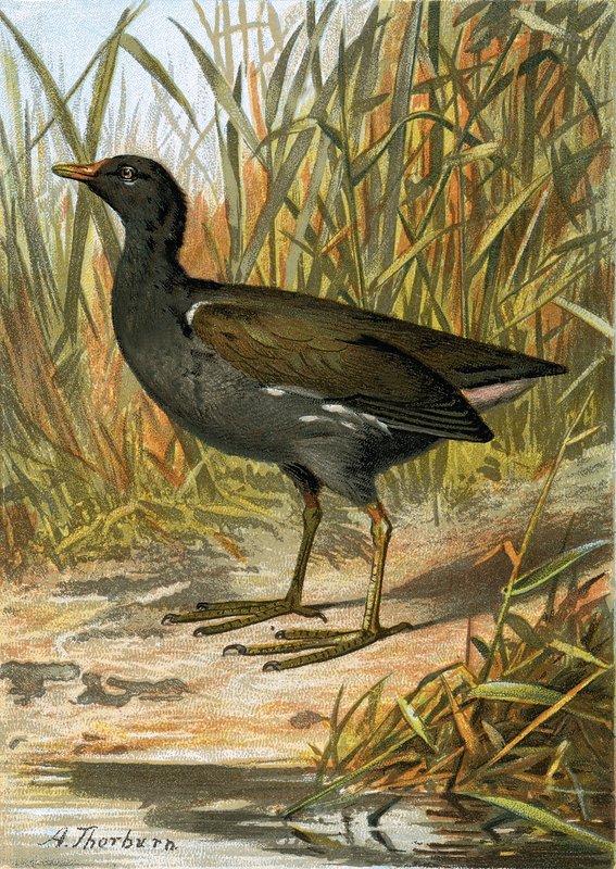Moorhen od English School