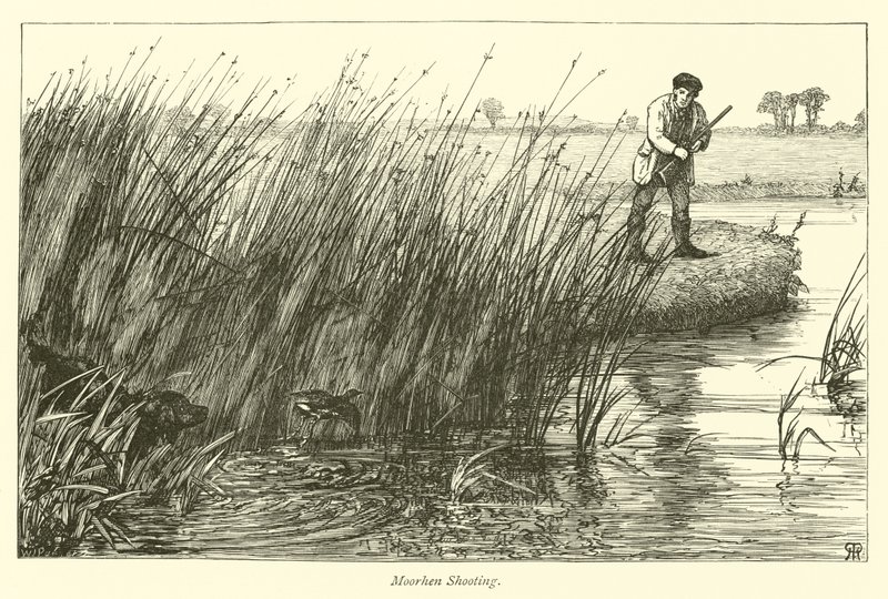 Střelba Moorhen od English School