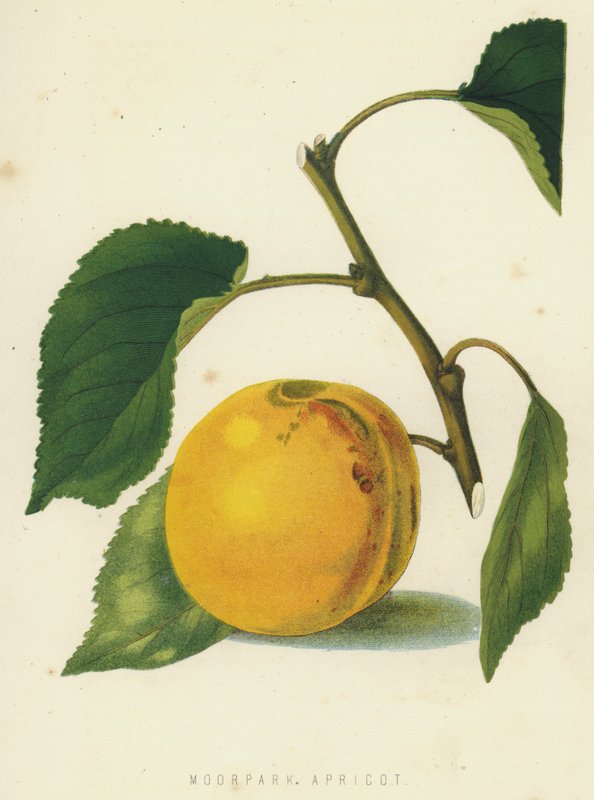 Moorpark Apricot od English School