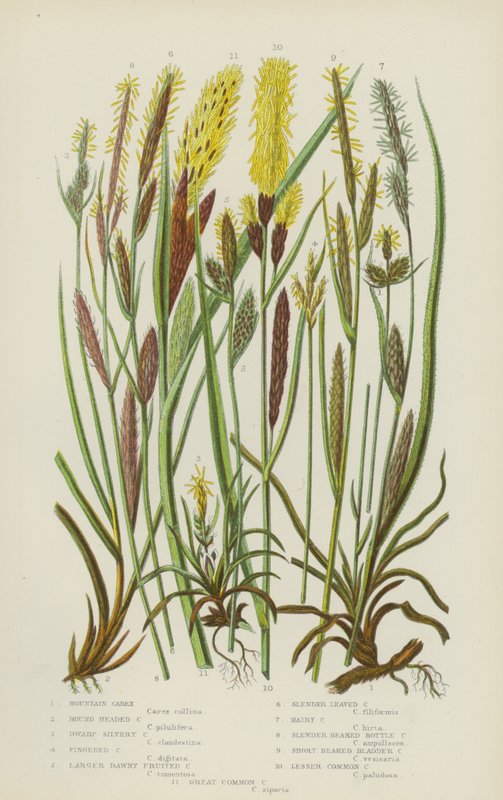 Carex horský, Carex kulatohlavý, Carex zakrslý, Carex prstnatý, Carex větší, Carex okrouhlolistý (barevná litografie) od English School