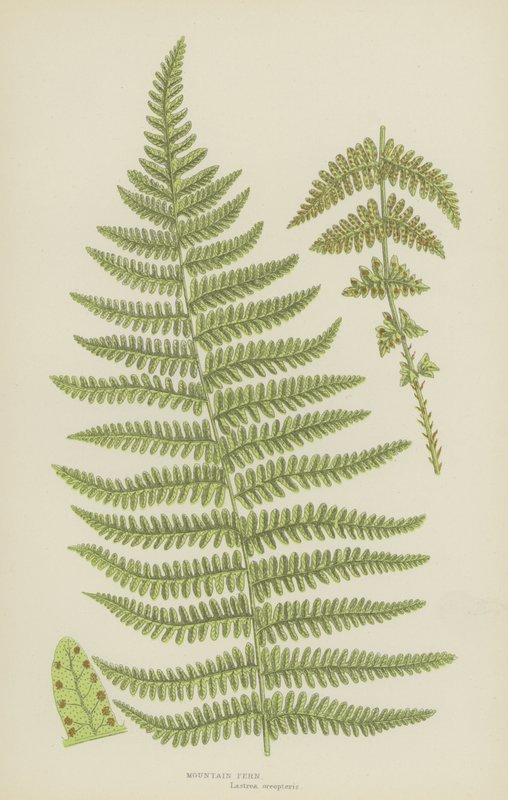Horská kapradina (barevná litografie) od English School