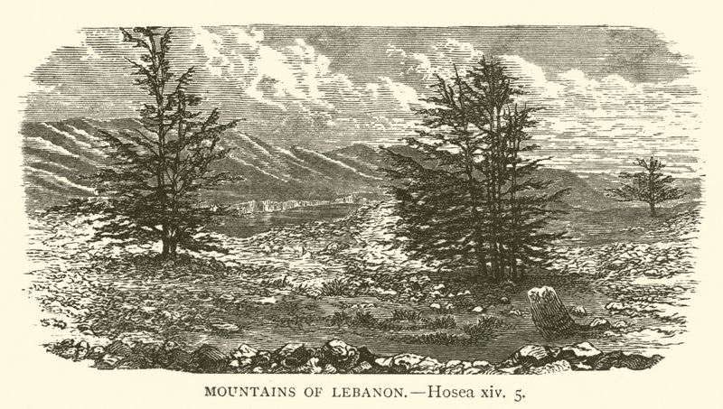 Hory Libanonu, Ozeáš, xiv, 5 (rytina) od English School
