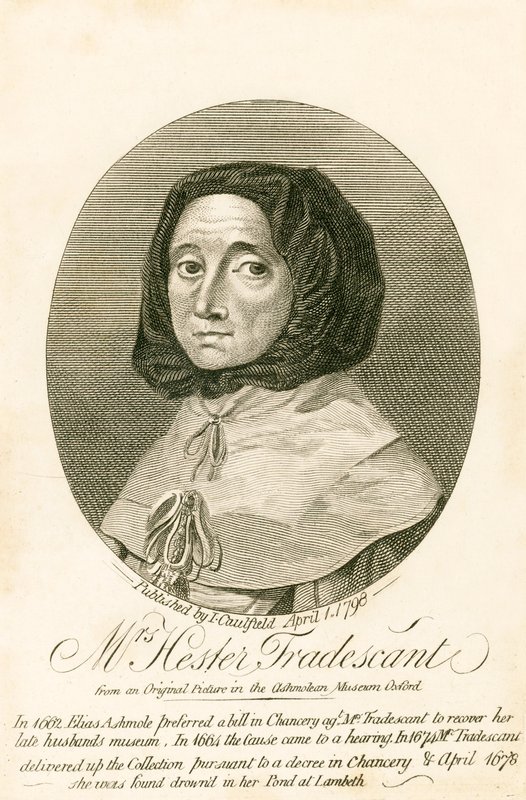 paní Hester Tradescant od English School