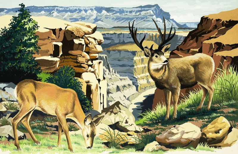 Jelen mezek v národním parku Grand Canyon od English School