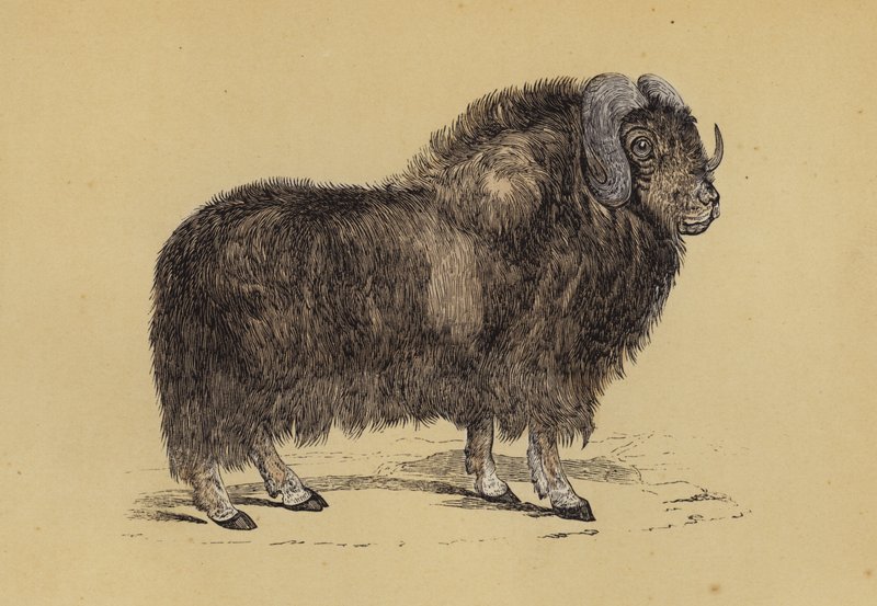 Pižmoň (barva litho) od English School