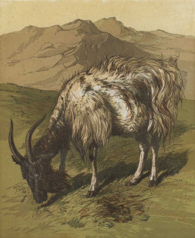 Můj Billygoat (barevná litografie) od English School
