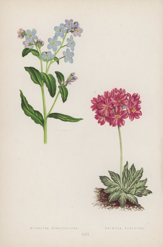 Myosotis Dissitiflora; Primula Farinosa (barva lito) od English School