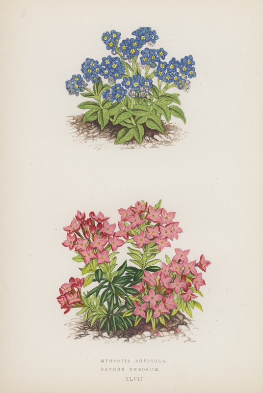 Myosotis Rupicola; Daphne Cneorum (barevná litografie) od English School