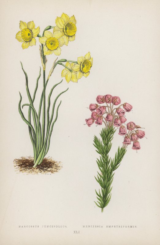 Narcissus Juncifolius; Menziesia Empetriformis (barevná litografie) od English School