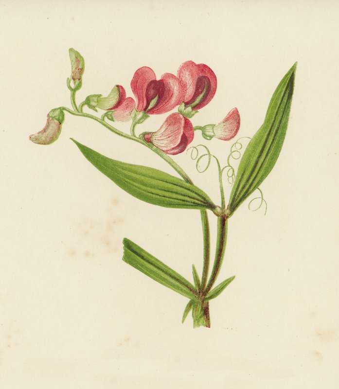 Hrachor úzkolistý, Lathyrus Sylvestris (barva lito) od English School