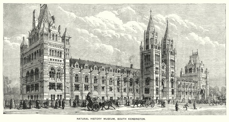 Natural History Museum, South Kensington (rytina) od English School