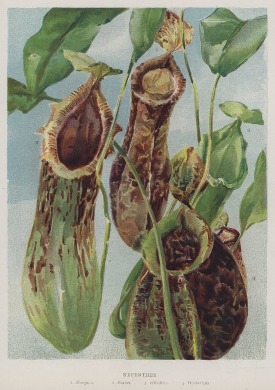 Nepenthes od English School