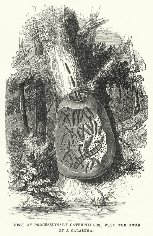 Hnízdo procesních housenek, s Grub of a Calasoma (rytina) od English School
