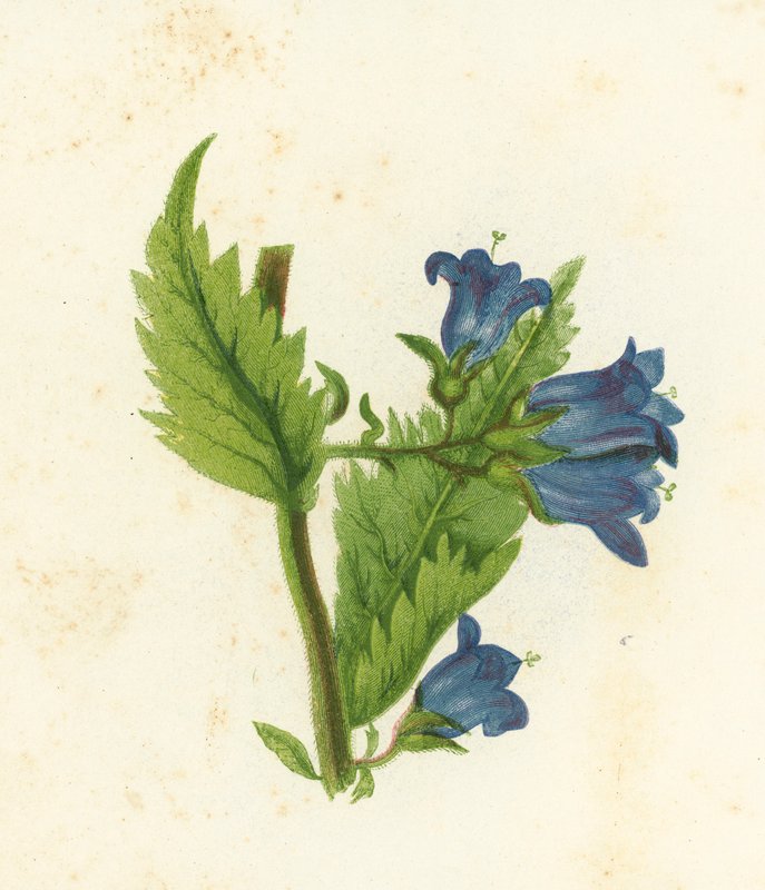 Zvonek kopřivový, Campanula Trachelium od English School