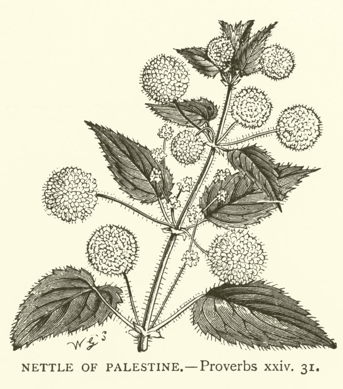 Nettle of Palestine, Proverbs, xxiv, 31 (rytina) od English School