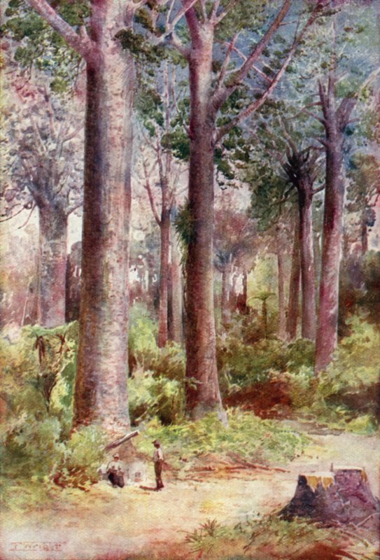 Nový Zéland: Kauri (barevná litografie) od English School