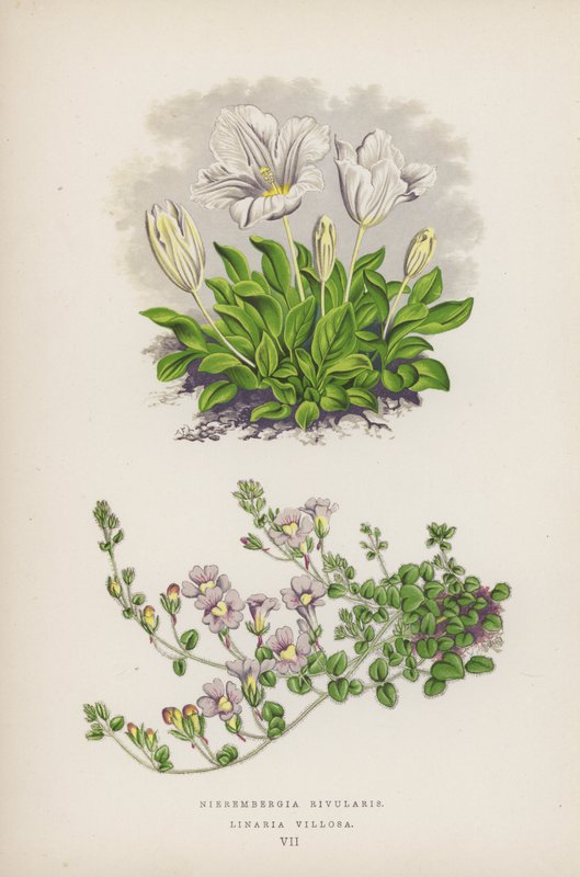 Nierembergia Rivularis; Linaria Villosa (barevná litografie) od English School
