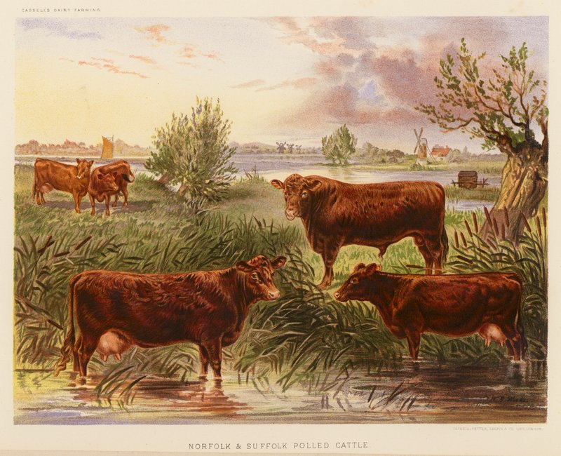 Norfolk a Suffolk Polled Cattle (barevná litografie) od English School
