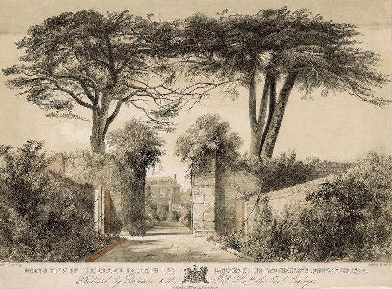 Severní pohled na cedrové stromy v Gardens of the Apothecary