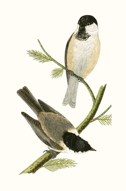 Sýkora severní, ilustrace z „Historie ptáků Evropy nepozorovaných na Britských ostrovech“ od Charlese Roberta Bree (1811-86), vydáno 1867 od English School