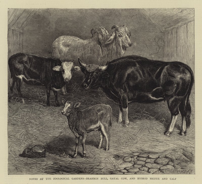 Poznámky v zoologické zahradě, Brahmin Bull, Gayal Cow a Hybrid Heifer and Calf (rytina) od English School